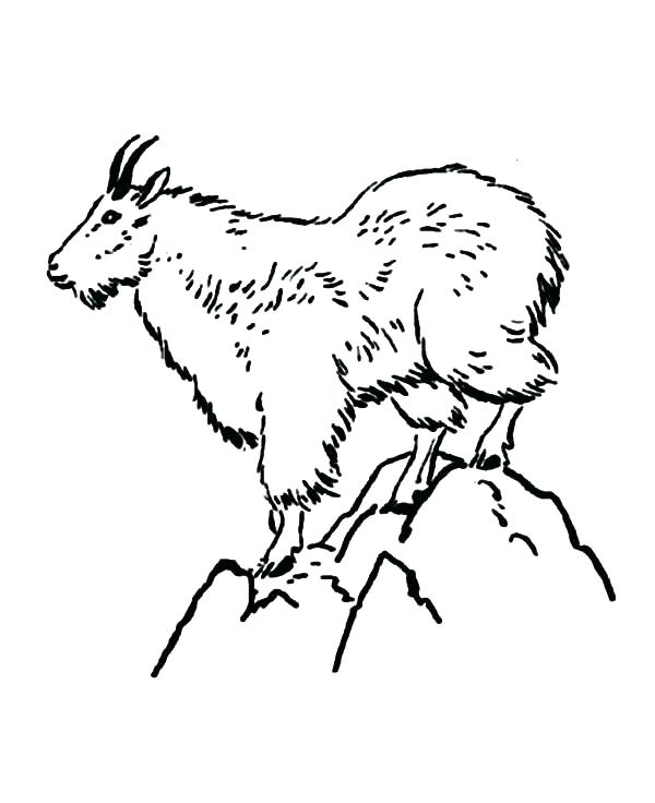 600x736 Goat Coloring Pages Mountains Coloring Page Mountain Goat Coloring