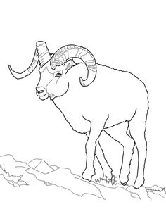 236x314 How To Draw A Bighorn Sheep Step By Step. Drawing Tutorials