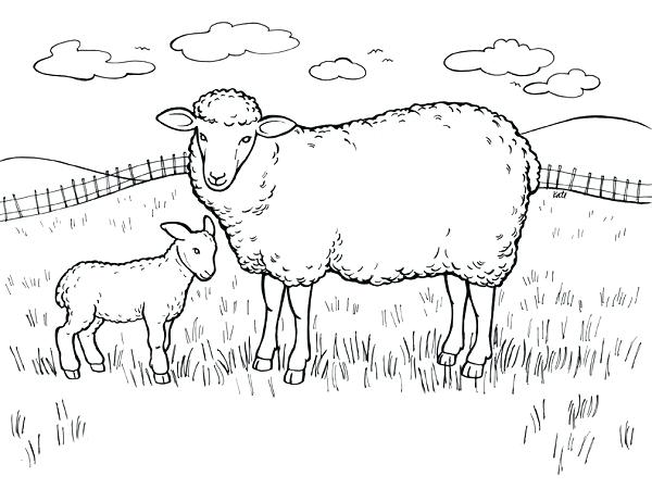 600x461 Bighorn Sheep Coloring Pages Download Or Print These Amazing Sheep