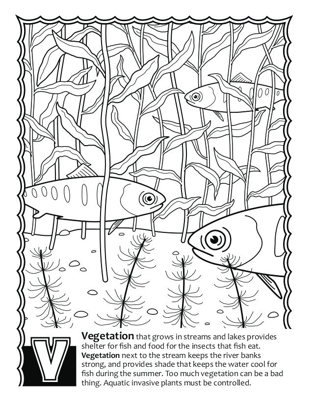 638x826 Coloring Pages. Marine Biology Coloring Book