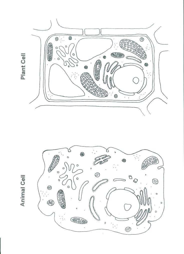 736x1013 Astronomy Coloring Pages Biology Coloring Worksheets Sheets