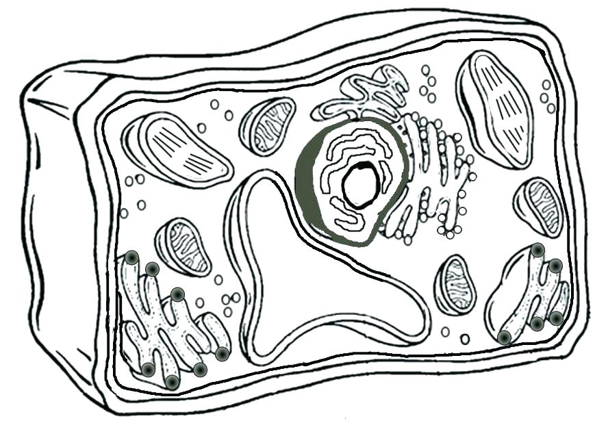 869x618 Human Cell Coloring Page Biology Coloring Pages The Biology