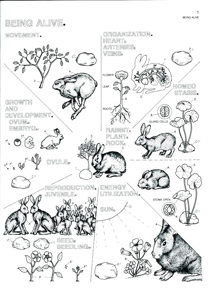 737x1024 Human Cell Coloring Page Cell Coloring Pages Biology Coloring