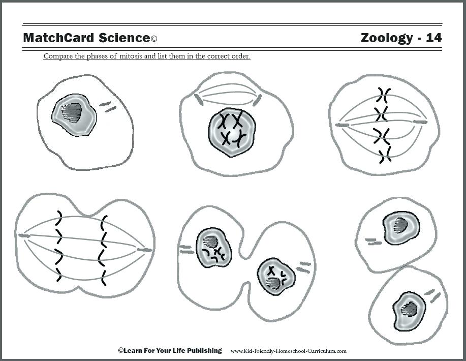 917x710 Human Cell Coloring Page Human Cell Coloring Page Human Cell