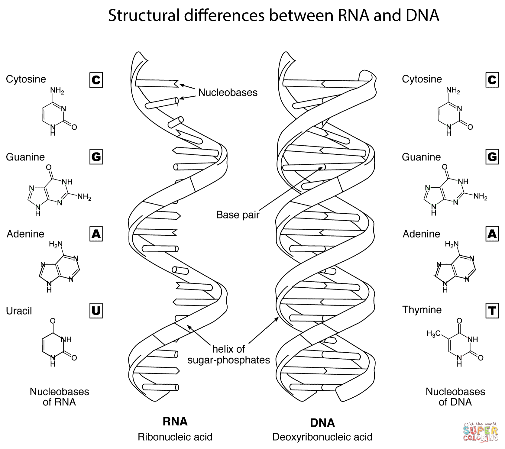 1671x1486 Biology Coloring Pages