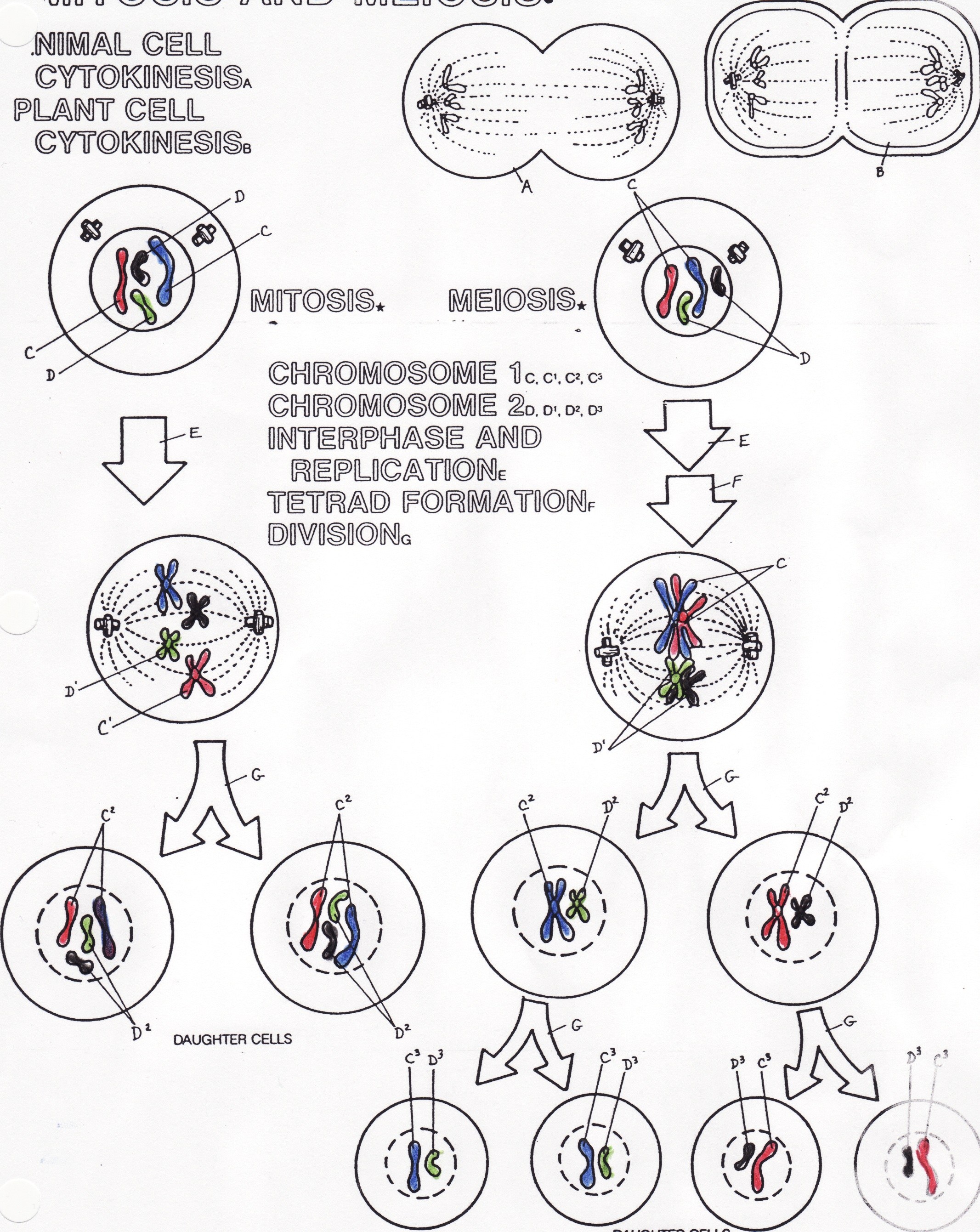 2133x2681 Biology Coloring Pages