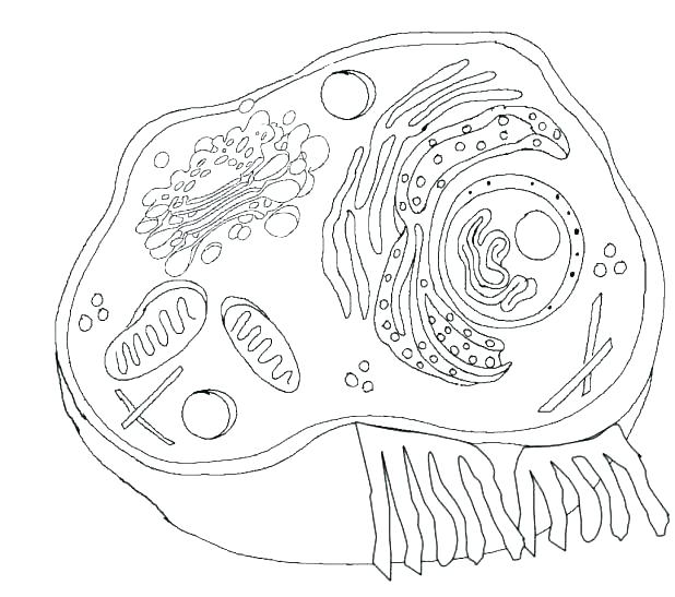 618x547 Biology Coloring Pages Biology Coloring Pages Biology Coloring
