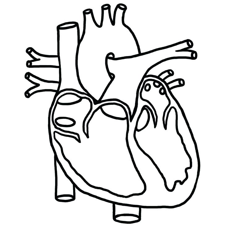 736x736 Biology Coloring Pages Biology Corner Worksheets Coloring Biology