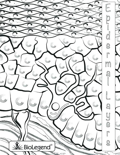 500x647 Biology Coloring Pages Coloring Worksheet Biology Human Biology