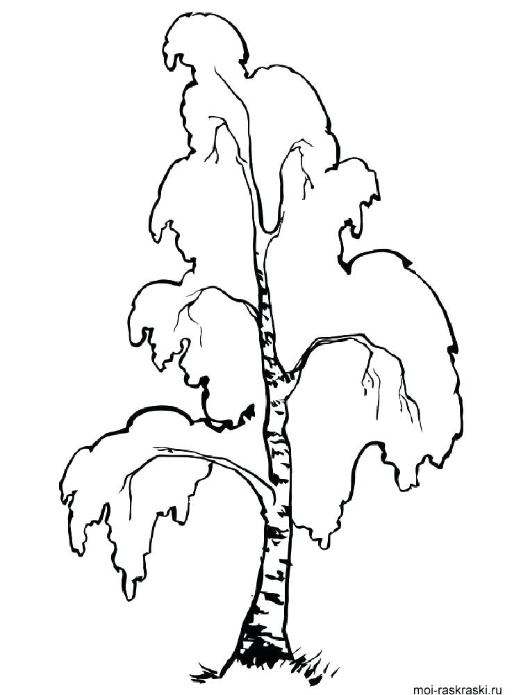 Birch Tree Coloring Page