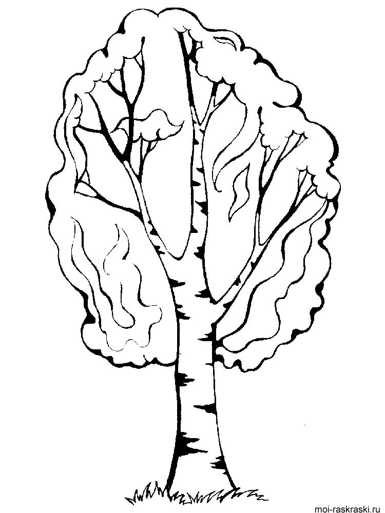 750x1000 Birch Tree Coloring Pages For Kids. Free Printable Birch Tree