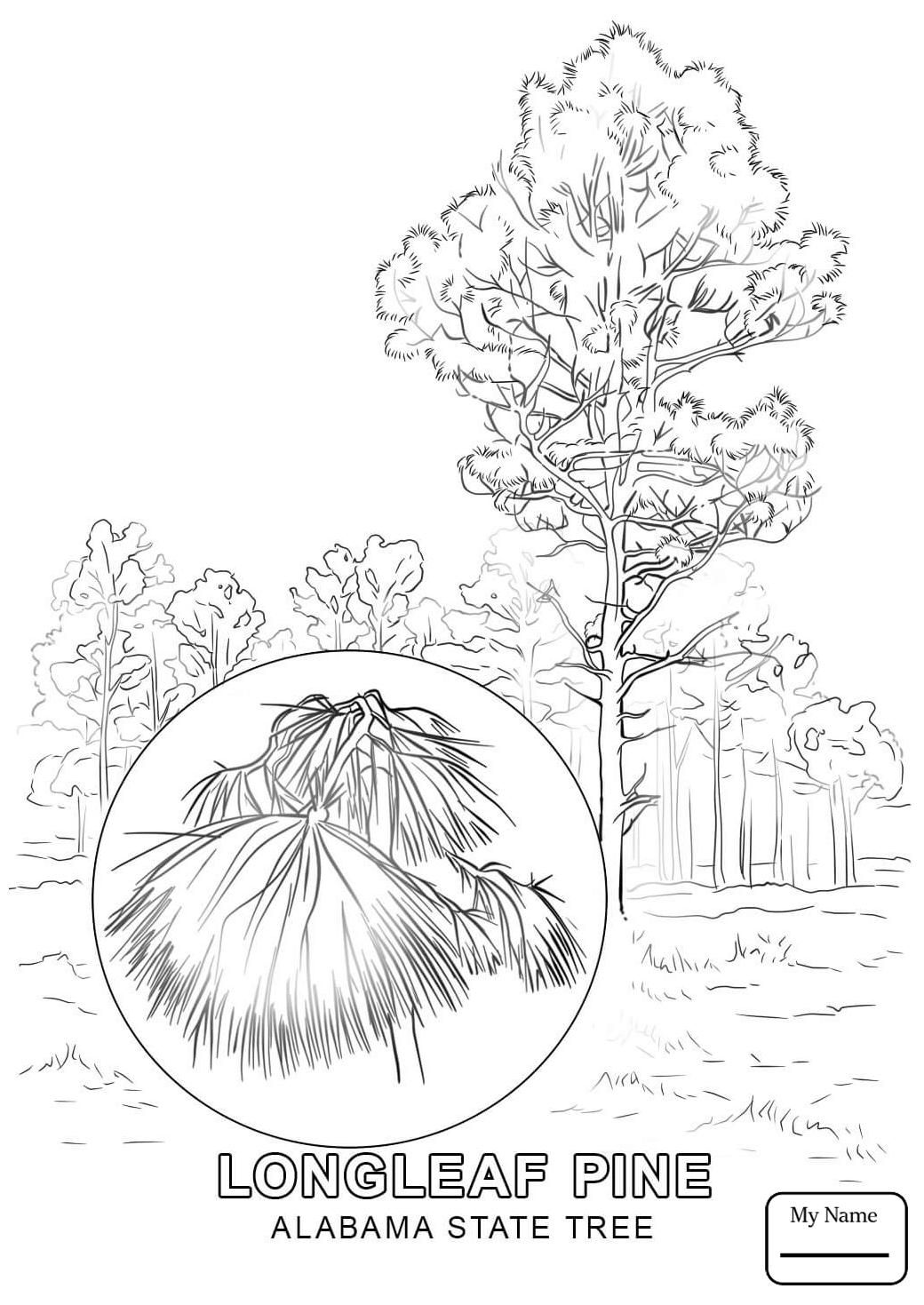 1040x1469 Alabama State Tree Longleaf Pine Coloring Pages Collection