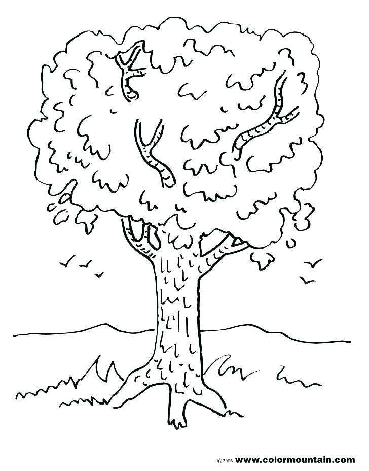 728x928 Coloring Page Tree Winter Tree Coloring Page Coloring Book Palm