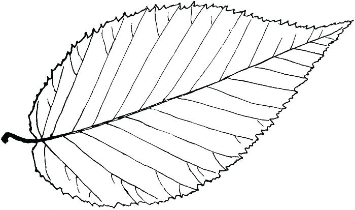 700x413 Oak Leaf Coloring Page Leaves Coloring Pages For Adults Printable