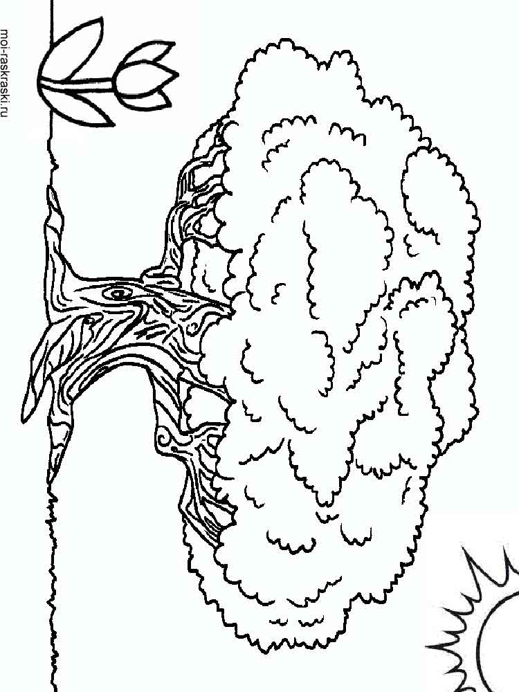 750x1000 Baobab Tree Coloring Pages For Kids. Free Printable Baobab Tree