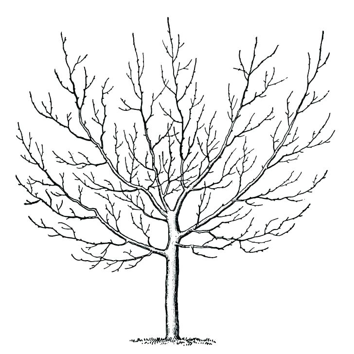 728x728 Tree Trunk Coloring Page Perfect Tree Coloring Pages On Image
