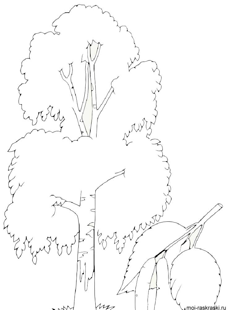 750x1000 Birch Tree Coloring Pages 4
