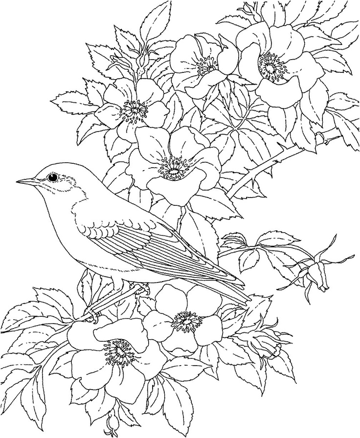 Bird Adult Coloring Pages