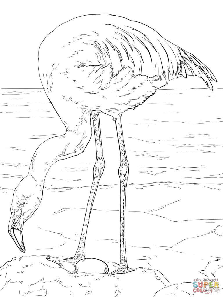 768x1024 Coloring For Kids Unique Flamingo Pages Vector Of Cartoon Running