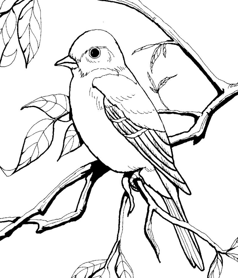 800x932 Coloring Pages. Bird Coloring Book