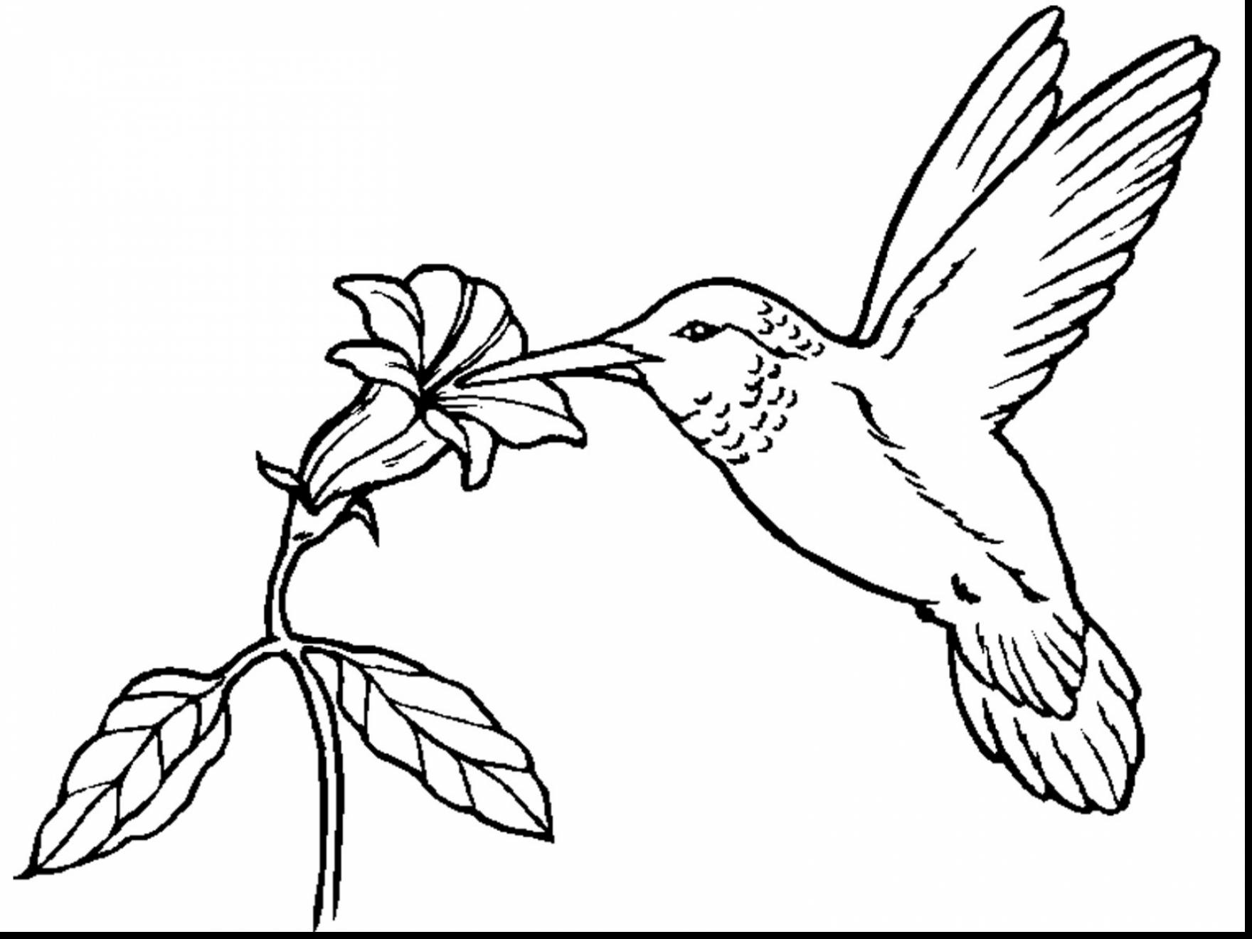1760x1320 Hummingbird Coloring Pages