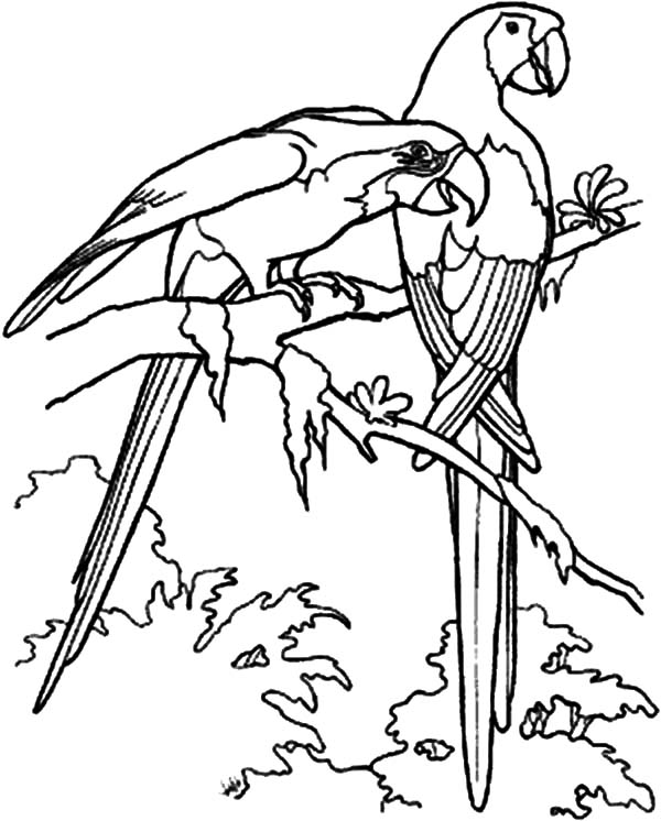 600x746 Love Birds Try To Attract Female Bird Coloring Pages Batch Coloring
