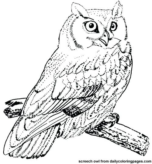 500x538 Realistic Bird Coloring Pages Bird Coloring Pages Photo Of Gallery