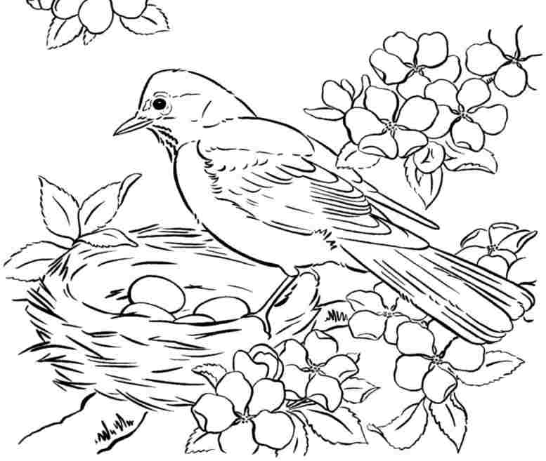 777x657 Free Coloring Pages For Kids Birds Coloring Pages Of Birds 984