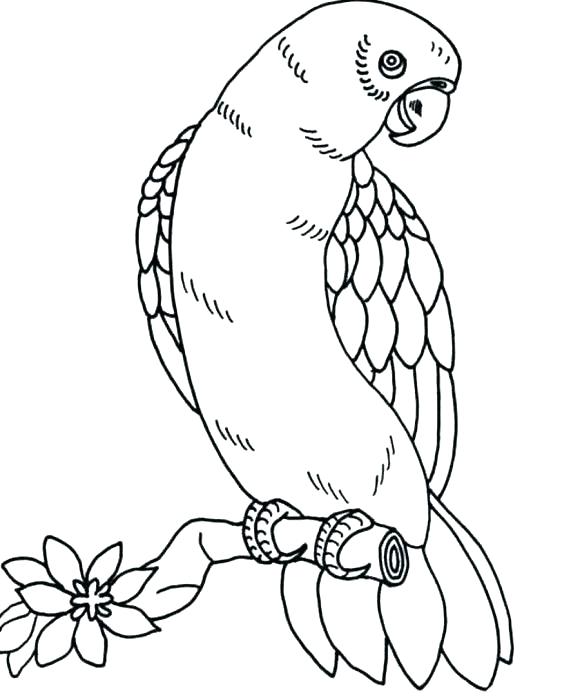 580x698 Bird Coloring Pages Cardinal Bird Coloring Page Free Pages Baby