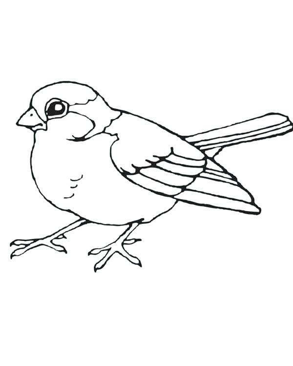 600x750 Bird Coloring Pages Little Bird Coloring Page Bird Coloring Pages