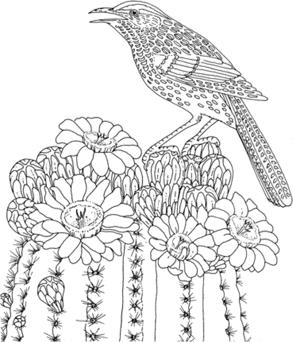 1000x1165 Bird Coloring Pages For Adults Birds Page 3933 Prixducommerce