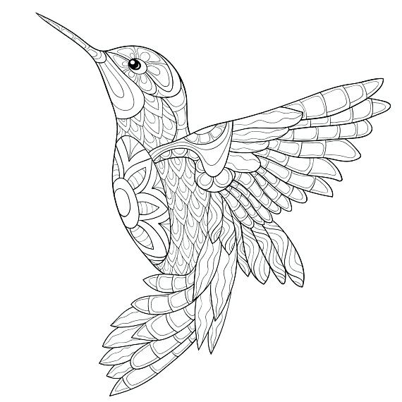 570x570 Hummingbird Coloring Pages Download Adult Coloring Pages Digital