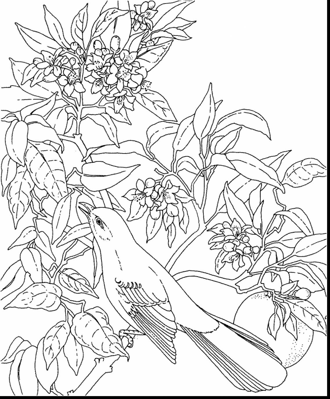 1137x1373 Bird Coloring Pages Angry Birds Blue Page