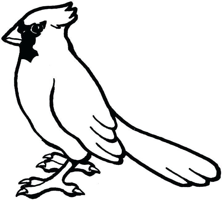 720x649 Cardinal Coloring Pages Cardinal Bird Coloring Pages A Cardinal