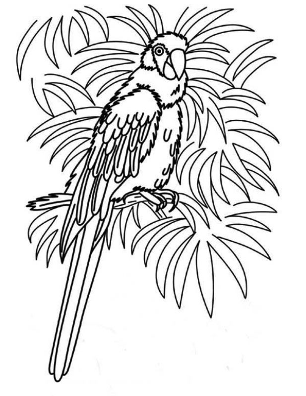 617x800 315 Best Animal Coloring Pages Images On Animal
