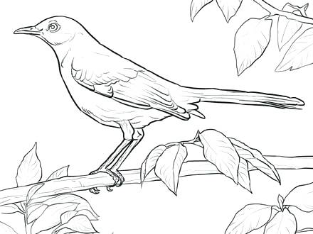 440x330 Coloring Pages Bird Feeders Baby Bird Coloring Pages Related