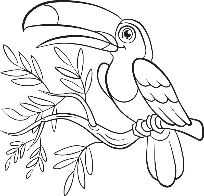 800x771 Coloring Pages Bird Feeders Bird Coloring Pages To Print Printable