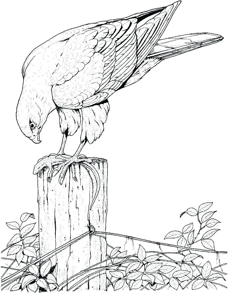 736x944 Coloring Pages Birds Coloring Pages Bird Feeders Coloring