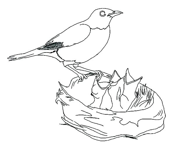 600x521 Bird Nest Coloring Page Bird Nest Coloring Page Bird Nest Coloring
