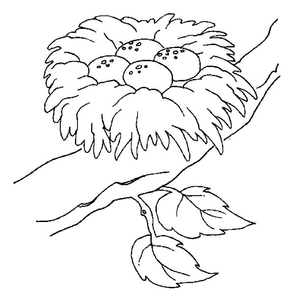 600x616 Bird Nest Coloring Page Bird Nest Coloring Page Bird Nest Safest