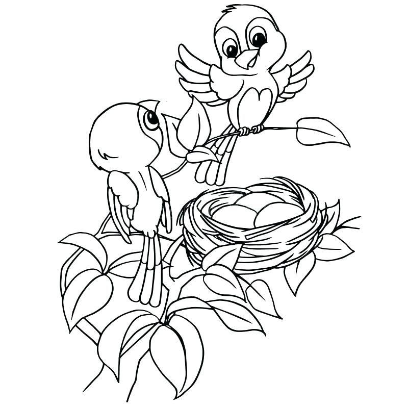 800x800 Bird Nest Coloring Page Bird Nest Printable Coloring Pages Bird