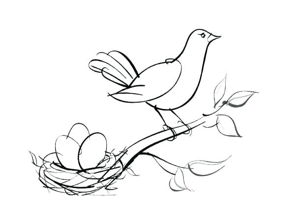 600x450 Bird Nest Eggs Coloring Page Nest Coloring