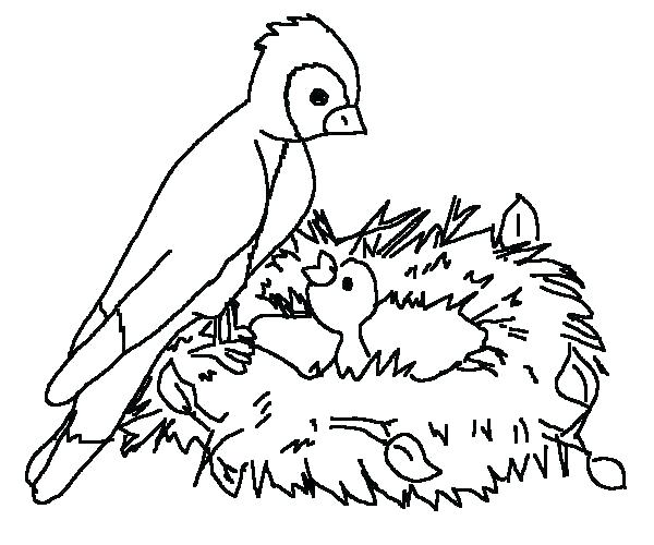 600x500 Bird Coloring Pages Printable Coloring Pictures Of Birds Flying
