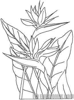 259x350 Bird Of Paradise Flower Coloring Page