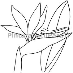 236x238 Bird Of Paradise Flower Online Coloring Page Stained Glass 2