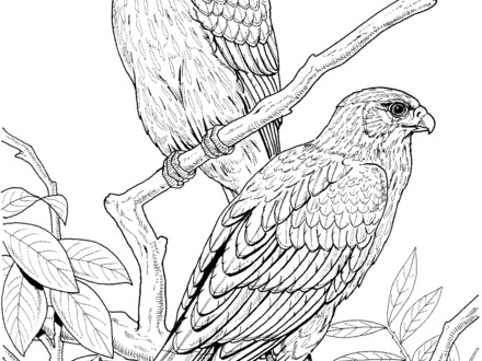 440x330 45 Realistic Bird Coloring Pages, Realistic Bird Of Paradise Bird