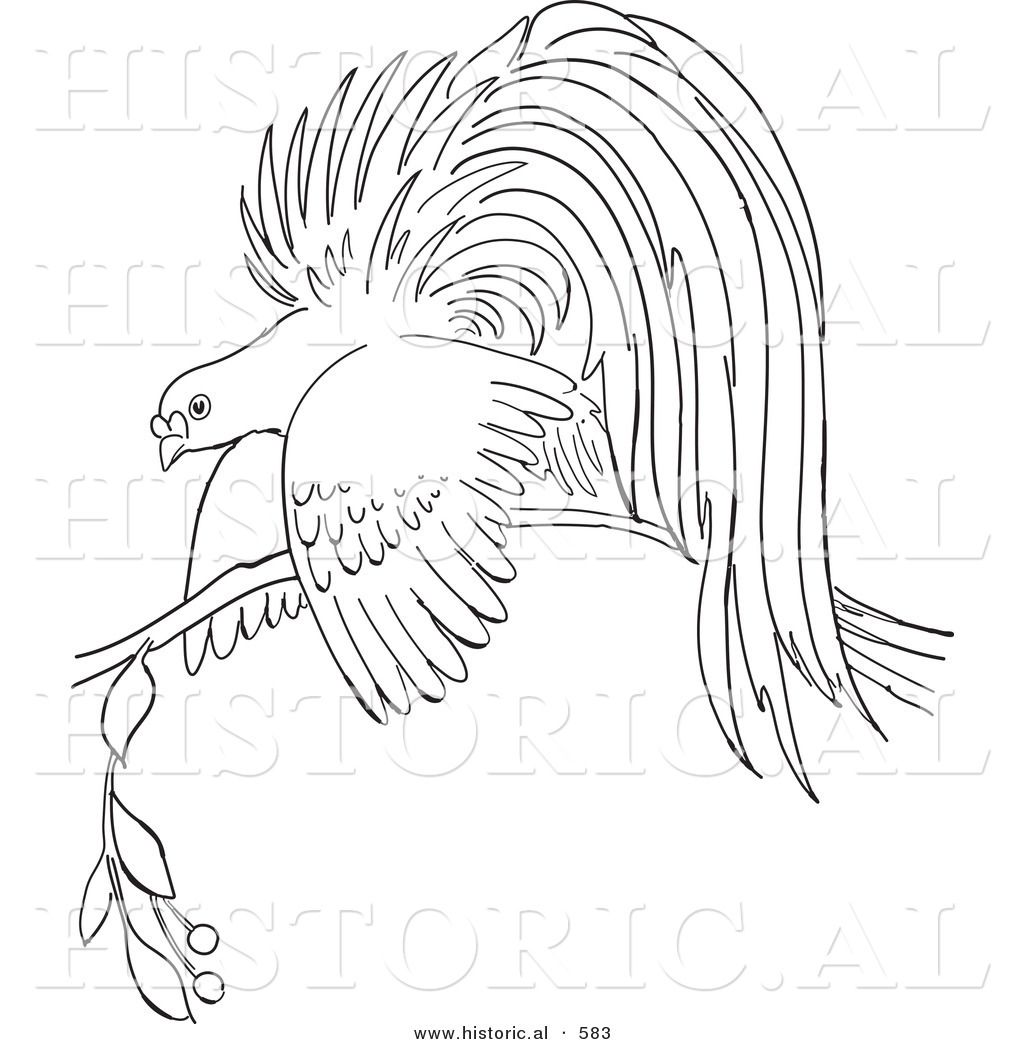 1024x1044 Obsession Bird Of Paradise Coloring Page Filmoom Me