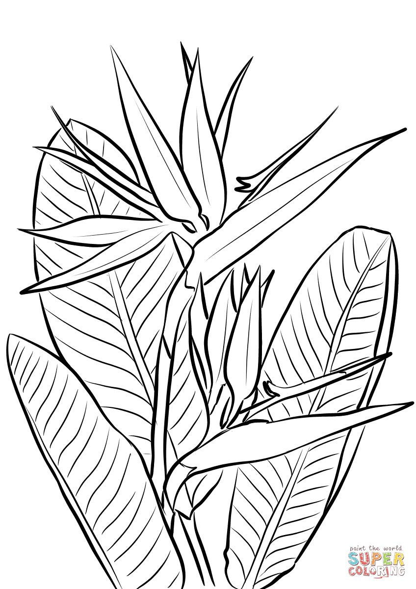 848x1200 Secrets Bird Of Paradise Coloring Page Plant Free Printable Pages