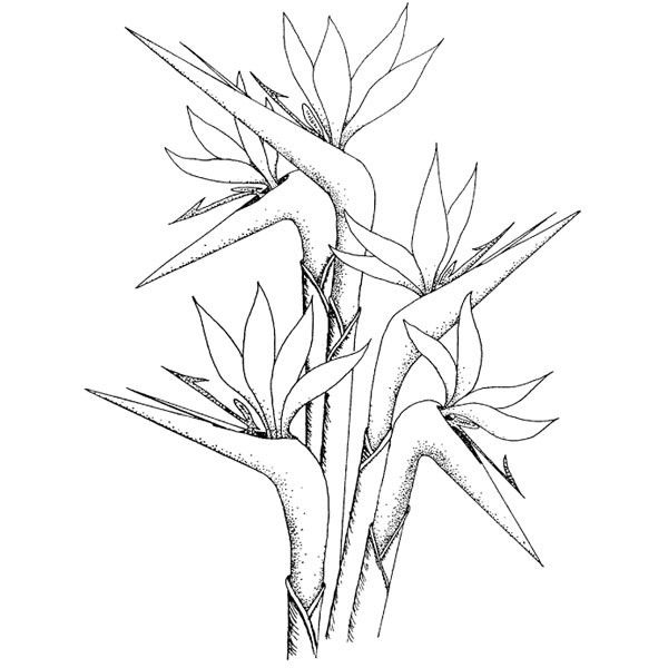 600x600 Bird Of Paridise Coloring