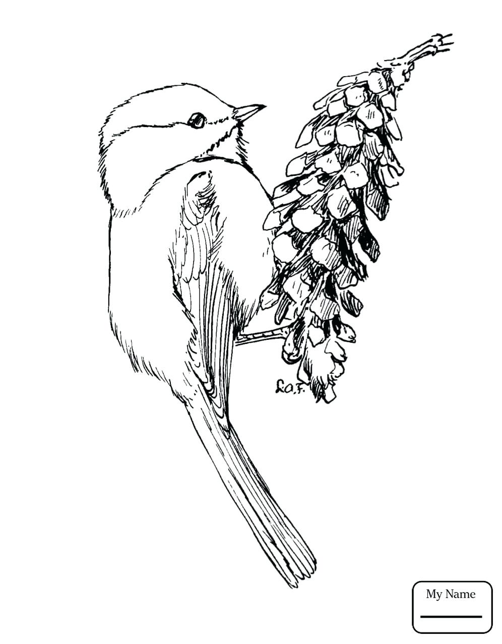996x1277 Coloring Page ~ Coloring Pages Birds Bird Of Paradise Colouring